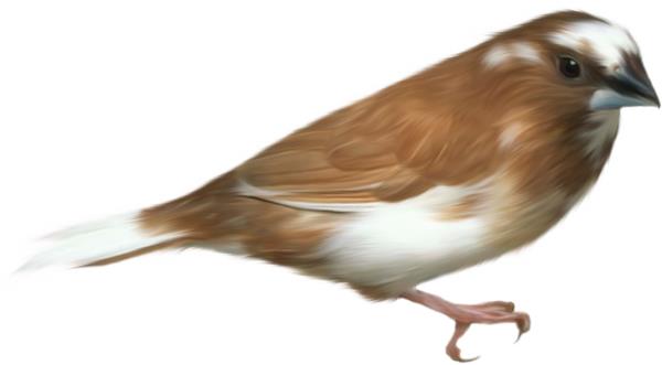گنجشک - دانلود تصویر دوربری شده گنجشک - تصویر دوربری شده گنجشک-Download free Sparrow png image - 
